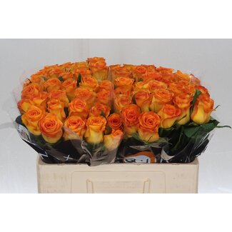 Freshy Rosa Trinidad