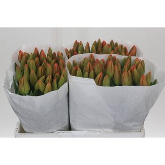 Freshy Tulp enkel Orange Juice