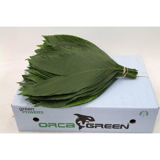 Freshy Rabbit Medium x30 (p. bos)