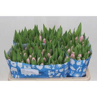 Freshy Tulp enkel Dynasty