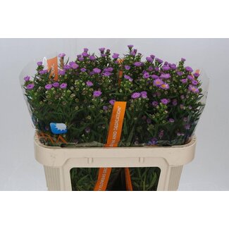 Freshy Aster Painted Lady