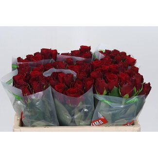 Freshy Rosa Upper Class