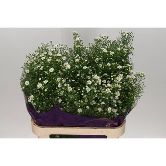 Freshy Aster Paquita