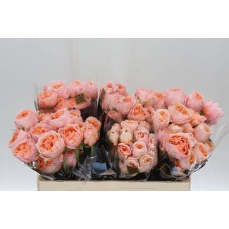 Freshy R tros Keijsers Coral