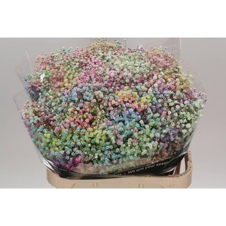 Freshy Gyps Kleurbehandeld Rainbow Pastel