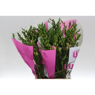 Freshy Freesia dubbel Rosario
