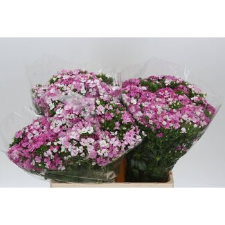 Freshy Duizendschoon Am Rose