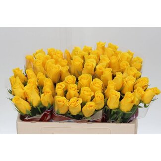 Freshy Rosa Momentum