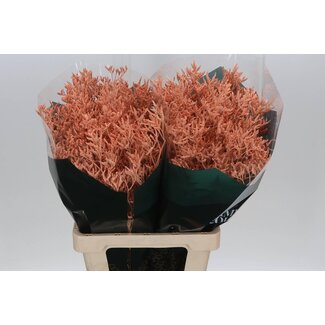 Freshy Limonium Kleurbehandeld Skylight Zalm