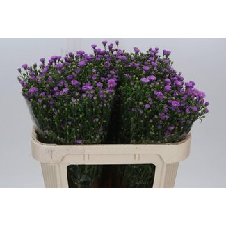 Freshy Aster Nb Casarosa