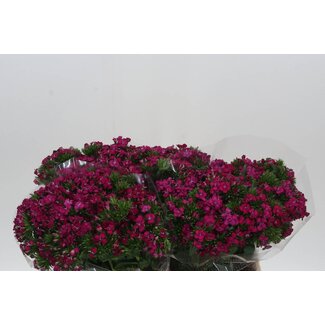 Freshy Duizendschoon Am Neon Cherry