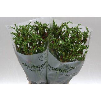 Freshy Freesia dubbel Mandarine