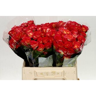 Freshy R tros Summer Dance