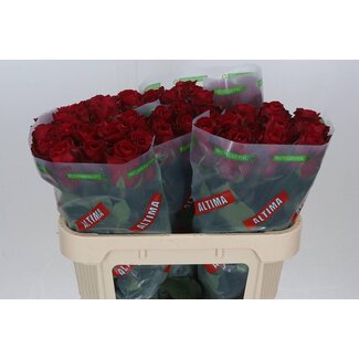 Freshy Rosa Madam Red