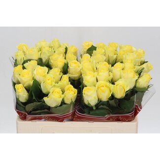 Freshy Rosa Minion Rose