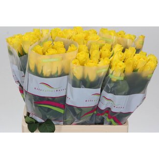 Freshy Rosa Goldfinch