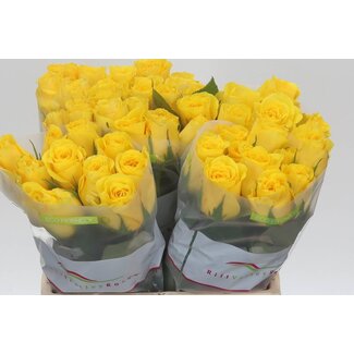 Freshy Rosa Goldfinch