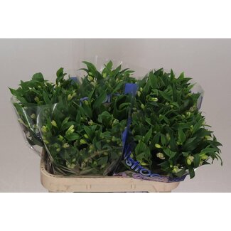 Freshy Alstroemeria Fl Joy Ride