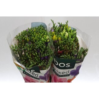Freshy Freesia enkel Gemengd X 10 5 Kleur