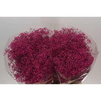 Freshy Gyps Kleurbehandeld Million Cerise