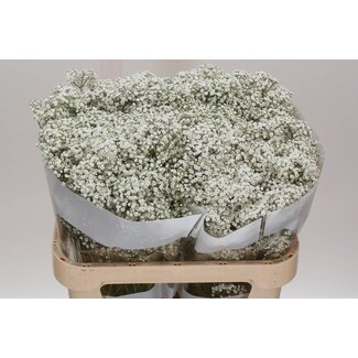 Freshy Gyps Pa Million Star Ec