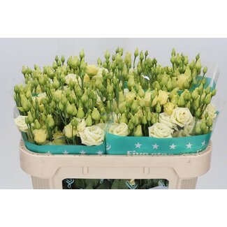 Freshy Eustoma Gevuld Rosi Geel