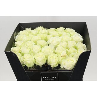 Freshy Rosa Avalanche Koene White