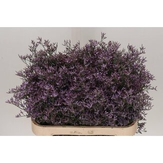 Freshy Limonium Saf Lilac