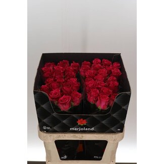 Freshy Rosa Xoch X L