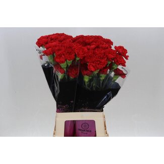 Freshy Anjer Lang Don Pedro