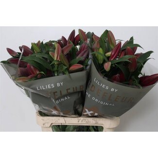 Freshy Lelie Oriental Aqua Lasting Love