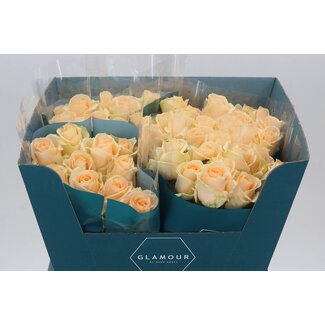 Freshy Rosa Avalanche Peach