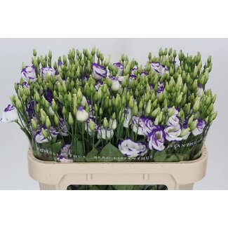 Freshy Eustoma Gevuld Rosi Blue Picotee