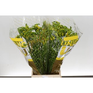 Freshy Freesia dubbel Soleil