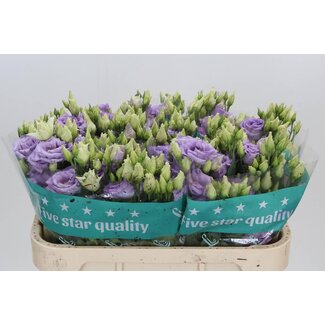 Freshy Eustoma Gevuld Corelli Lavender