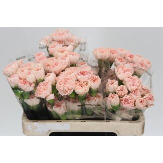 Freshy Anjer Kort Lizzy