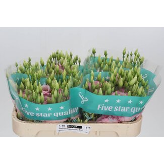 Freshy Eustoma Gevuld Cotton Candy