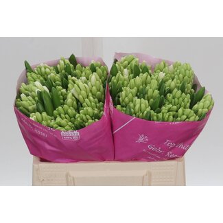 Freshy Hyacinth Top White