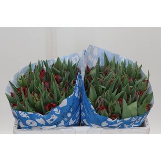 Freshy Tulp dubbel Rococo Double