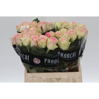 Freshy Rosa Top Gear