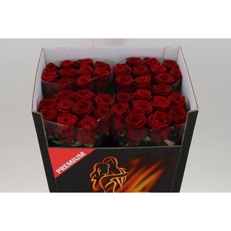 Freshy Rosa Red Naomi Supra