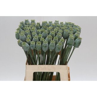 Freshy Papaver Som (zaaddoos)