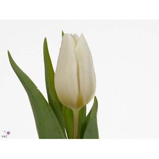 Freshy Tulp enkel White Prince