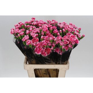 Freshy Trosanjer Cosmocherry