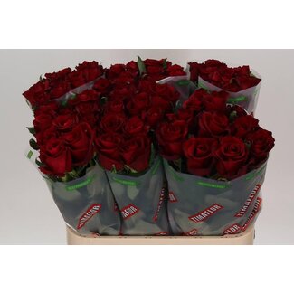 Freshy Rosa Ever Red