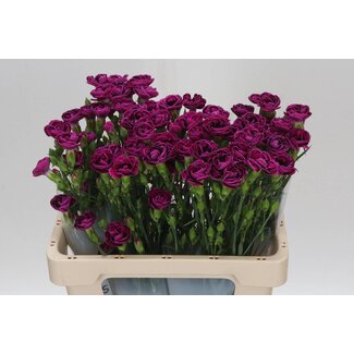 Freshy Di Tropic Butterfly