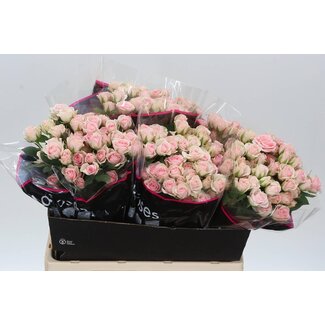 Freshy R tros Severina Holla