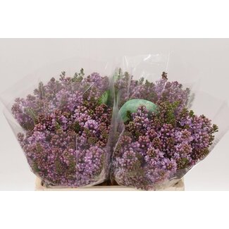 Freshy Sering V Dark Koster 4 Kop