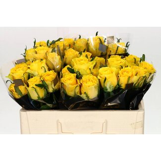 Freshy Rosa Golden Smile