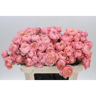 Freshy R tros Julietta